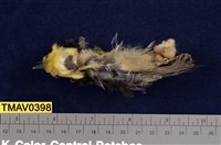 藏品(黃山雀)的圖片